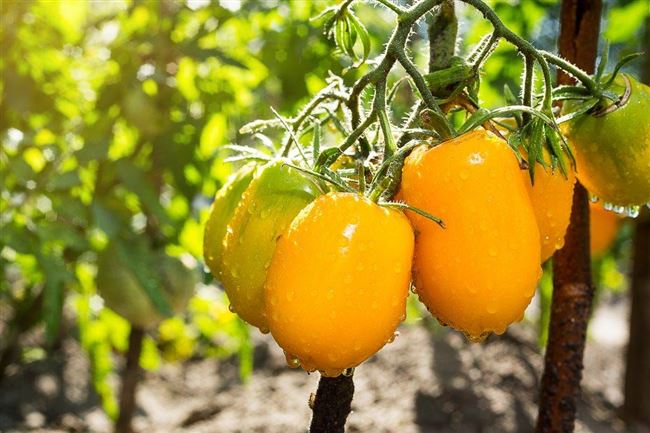 Формирование высокорослых сортов томатов, видео