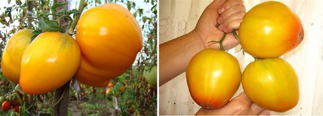 Особенности выращивания помидоров Золотые купола, посадка и уход