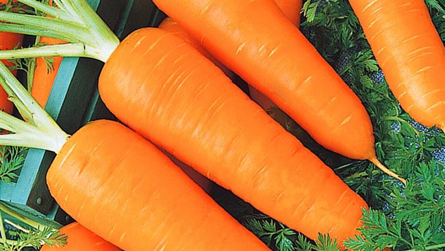 Описание сорта моркови Шантанэ с фото