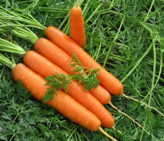 Морковь Аттилио F1 описание сорта