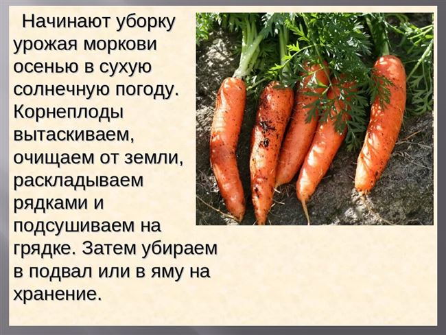 Болезни ботвы и корнеплодов моркови