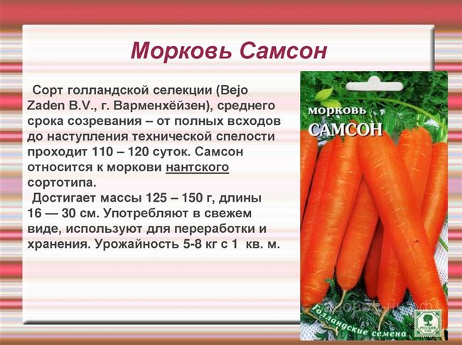 Уход за морковью в открытом грунте