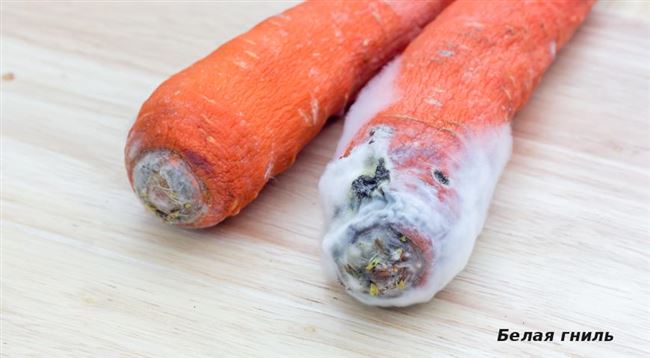 Мягкая бактериальная гниль моркови