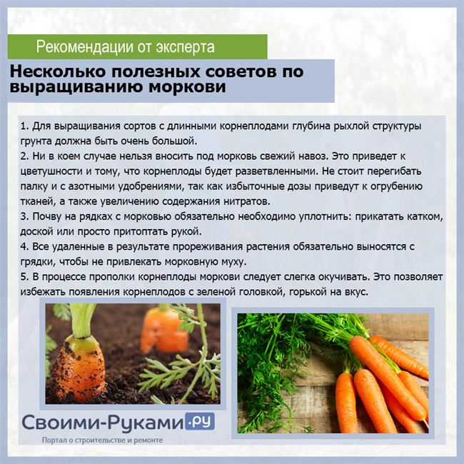 Особенности посева моркови