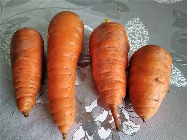 Посадка моркови