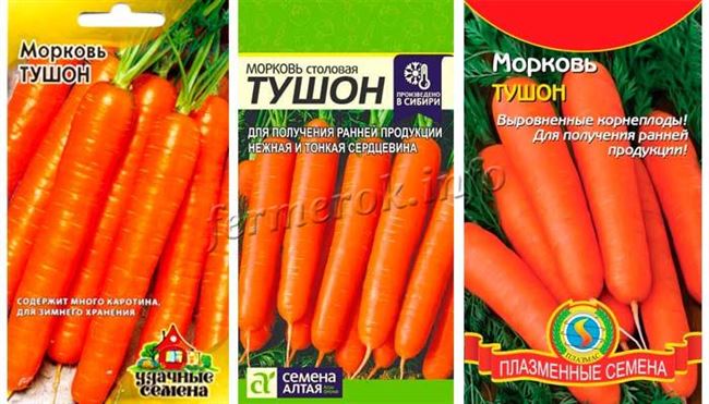 Описание и характеристика моркови Тушон