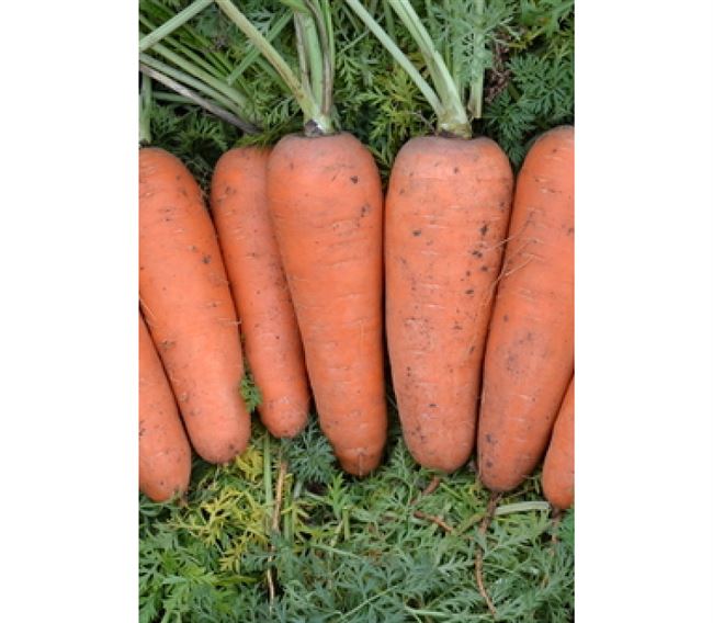 Заказать семена моркови СВ 7381 ДЧ F1