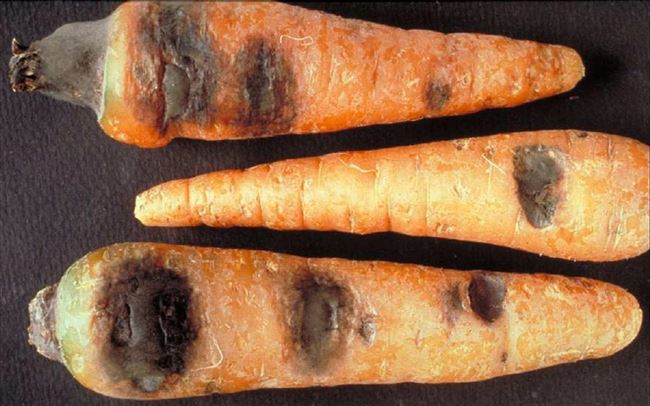 Мягкая бактериальная гниль моркови