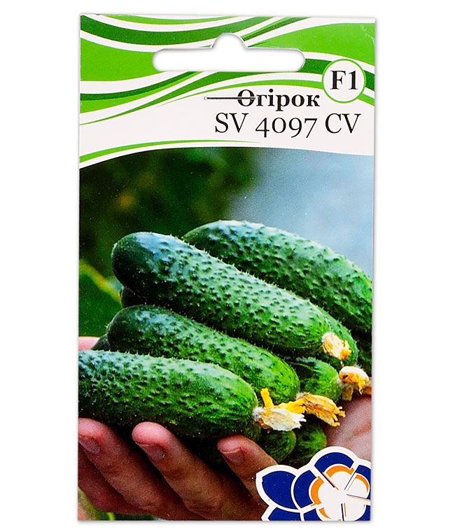 Описание огурцов сорта СВ 4097 ЦВ f1, выращивание и уход за ними