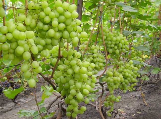  Характеристика винограда 