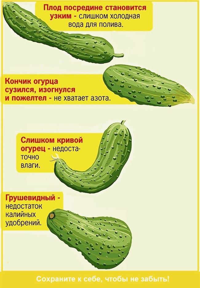 Характеристика плодов и урожайность