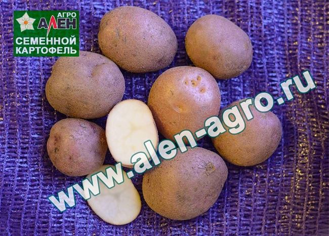 Описание и характеристика картофеля Любава