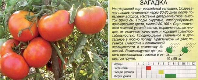 Характеристика томатов