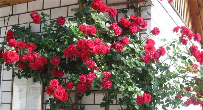 Описание плетистой розы Симпатия