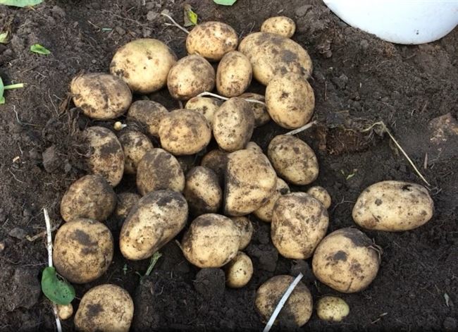 Описание сорта картофеля Рогнеда, особенности выращивания и ухода