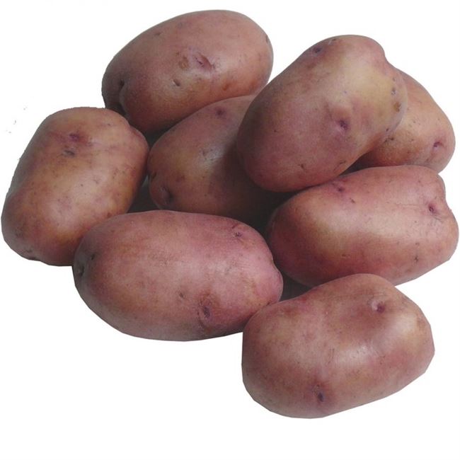 Хранение картофеля Рябинушка