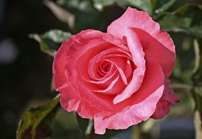 Размножение розы Паризе Шарм