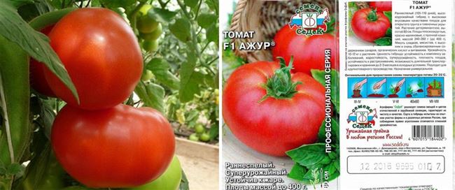 Урожайность томата Ажур и плодоношение