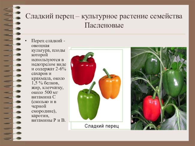 Характеристика внешнего вида растения и плодов