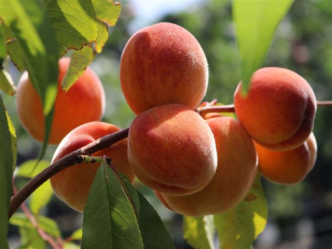 Почему не плодоносит персик