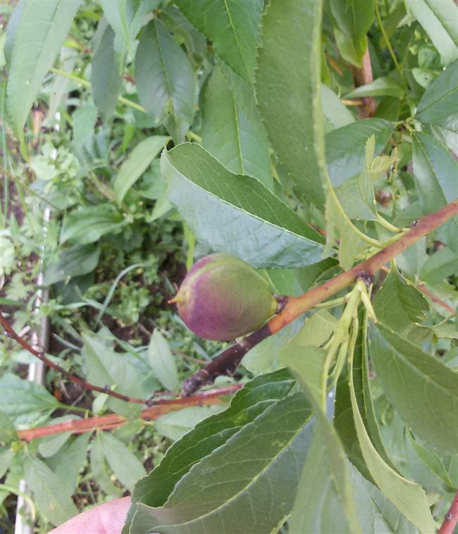 Сохнут листики у ростка персика