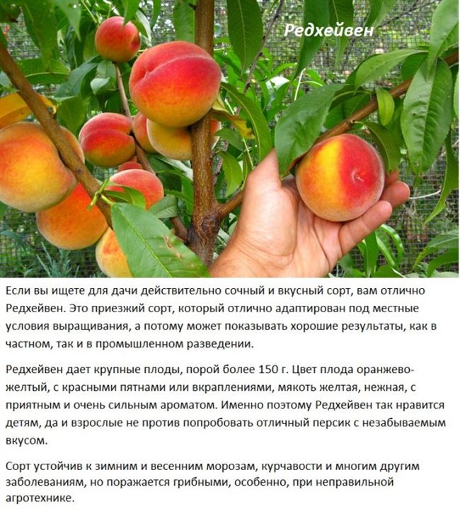 Наиболее распространённые болезни персика