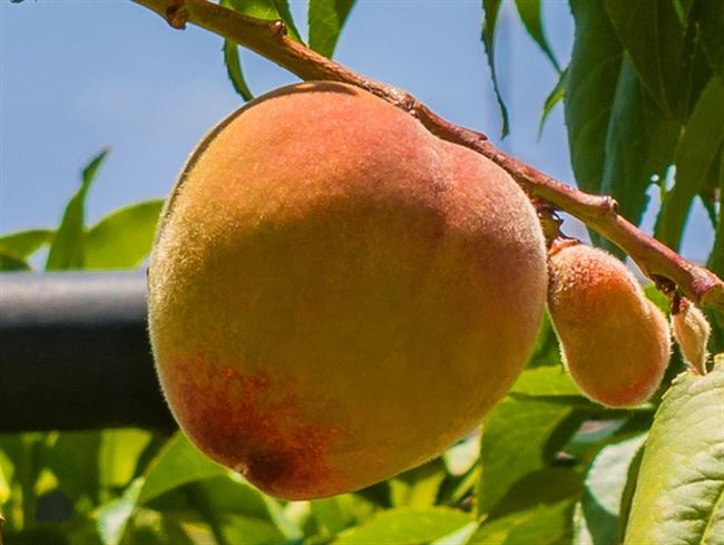 Видео: подготовка персикового дерева к зиме