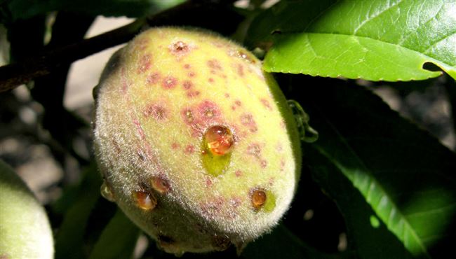 Какие болезни поражают персик. Вредители персика