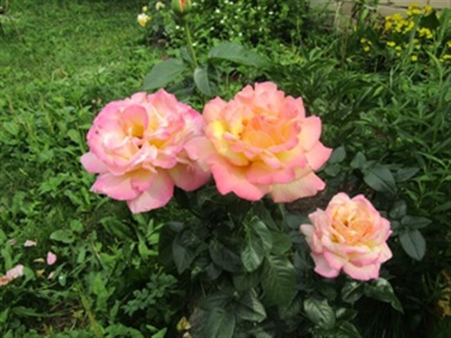 Размножение розы сорта Глория Дей (инструкции с фото)