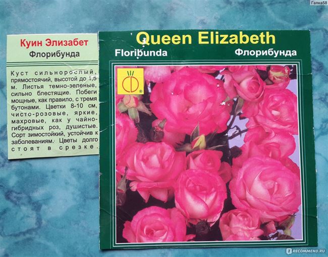 Общее описание роз флорибунда