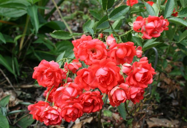 Достоинства (плюсы) Polyantha-Rose