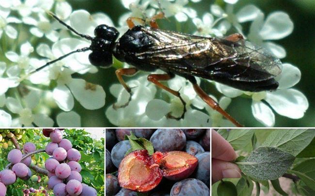 Профилактика появления вредных насекомых на сливах