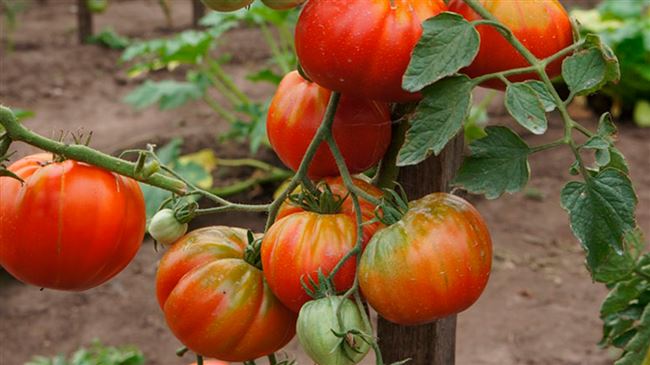 Отзывы огородников о сорте томата Бабушкино