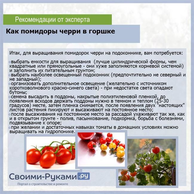 Особенности выращивания помидоров Толстой, посадка и уход