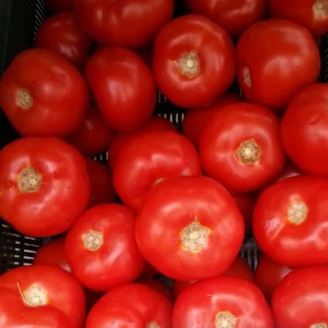 БОДЕРИН F1 гибрид томата Syngenta 500 штук индетерминантный томат для пленочных теплиц