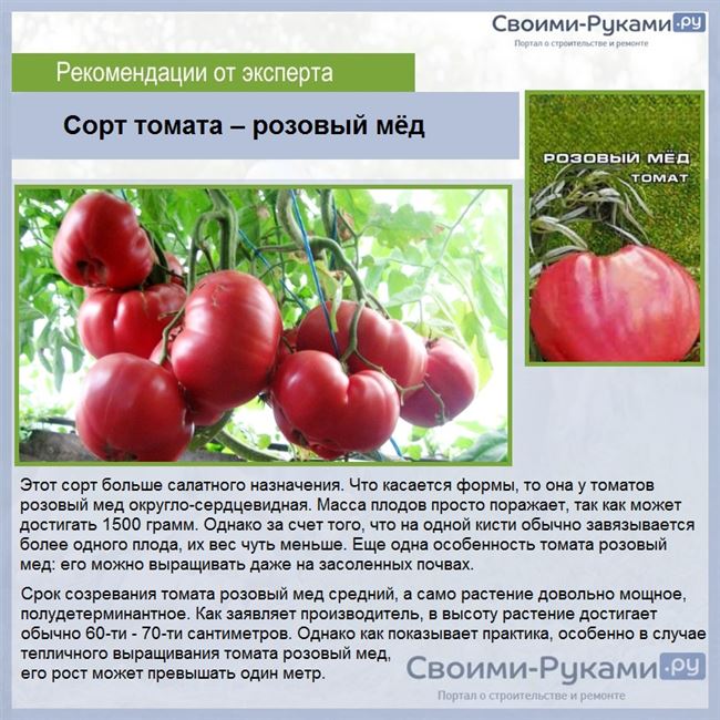 Особенности агротехники и отзывы томатоводов