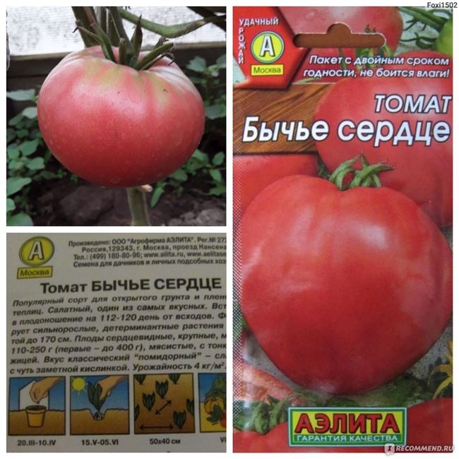 Отзывы огородников о томатах Бычье сердце.