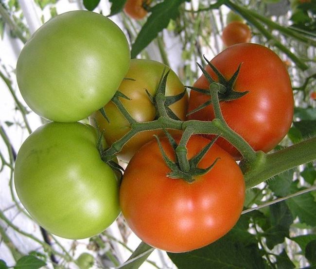 Отзывы о томатах Гилгал от садоводов