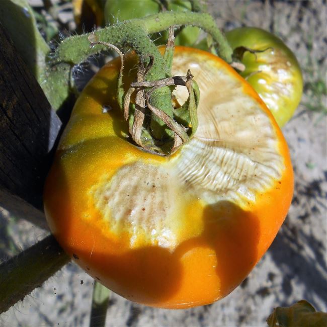 Болезни томатов с фото и как с ними бороться