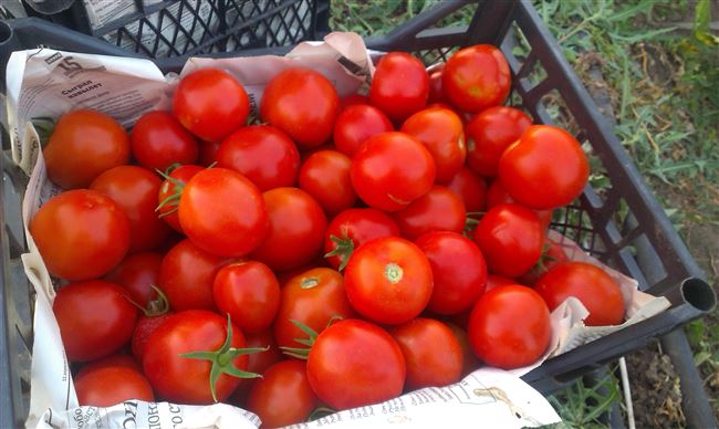 Описание томатных плодов