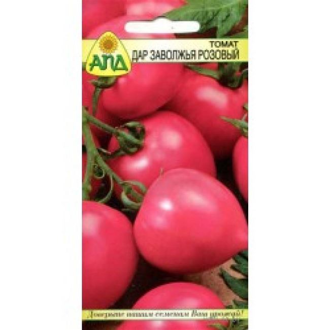 Особенности выращивания томата Дар Заволжья, посадка и уход