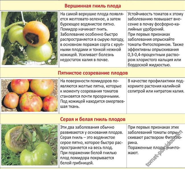 Болезни и вредители высокорослых томатов