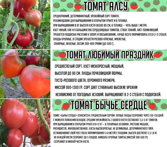 Посадка и уход за томатом