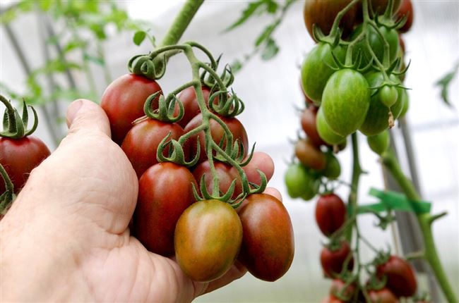 Casi especialistas en tomate