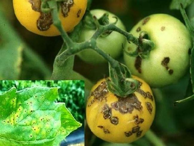 Бактериальная пятнистость листьев томатов