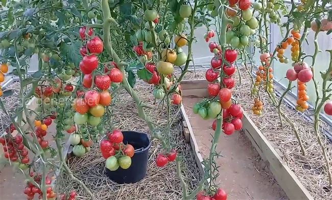 Уход за помидорами черри в открытом грунте