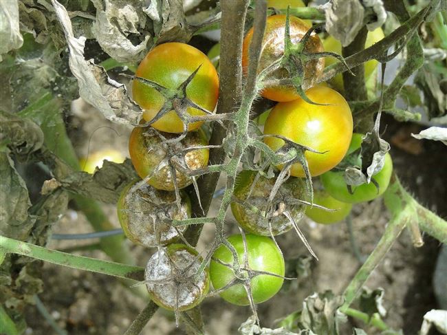 Другие болезни при выращивании томатов (с видео)