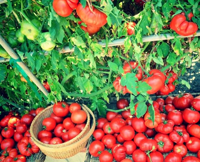Что ещё нужно помидорам для хорошего урожая