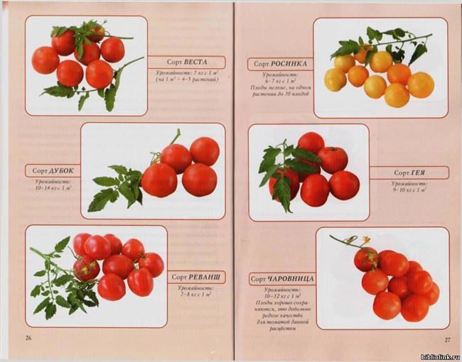 Особенности выращивания и ухода за томатами в средней полосе России