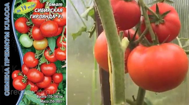 Плюсы и минусы сорта томатов Олеся